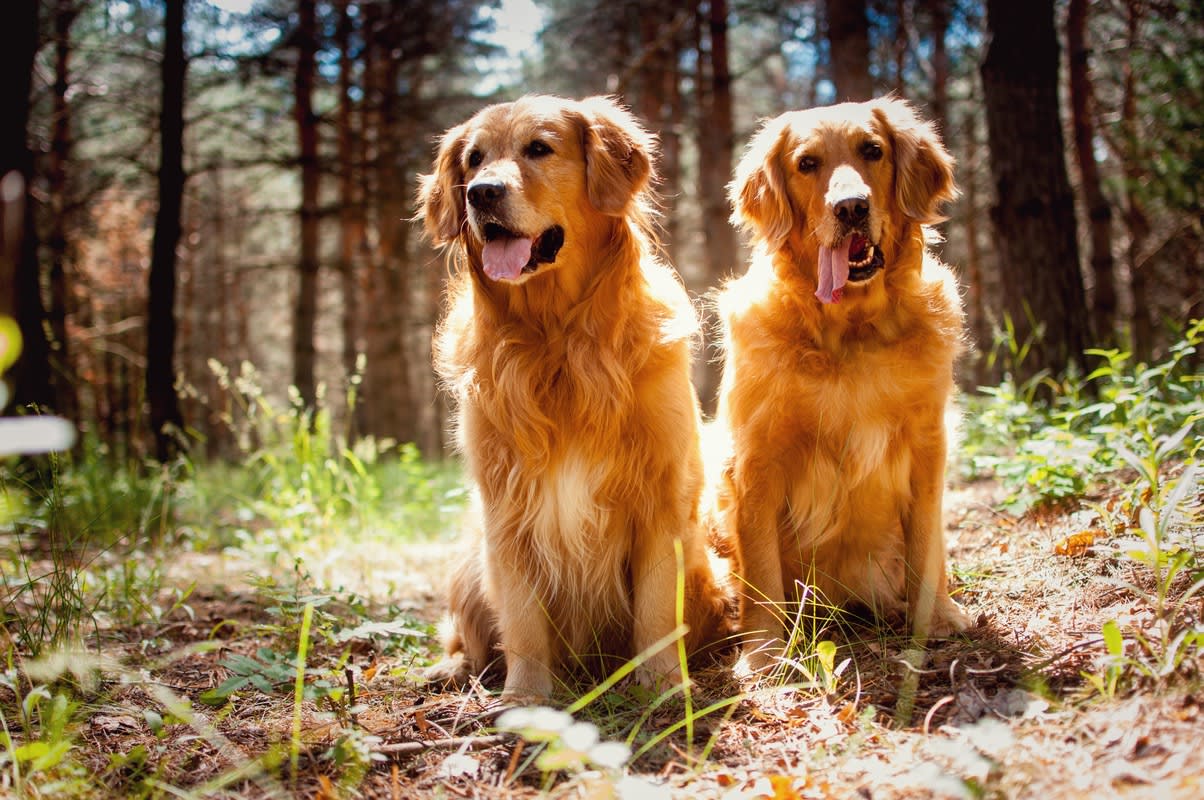 15 Fun Facts About Golden Retrievers People Can't Resist - Parade Pets, image size:1204x800