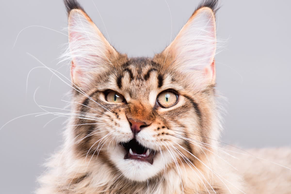 funny main coon cat expression