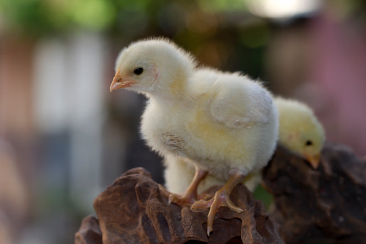 Best Pet Chicken Breeds for Beginners (& Those to Avoid)