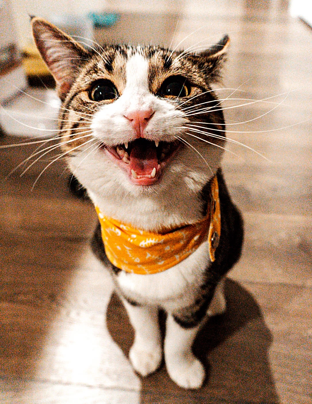 300 Funny Cat Names That Are Weird and Silly - Parade Pets, image size:1085x1405