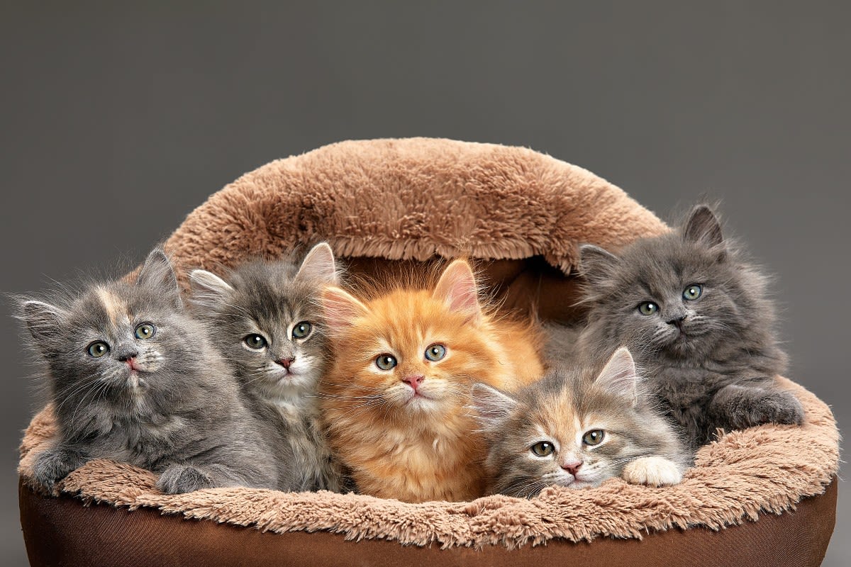 300+ Cute Cat Names for Your Kitty - Parade Pets, image size:1200x800