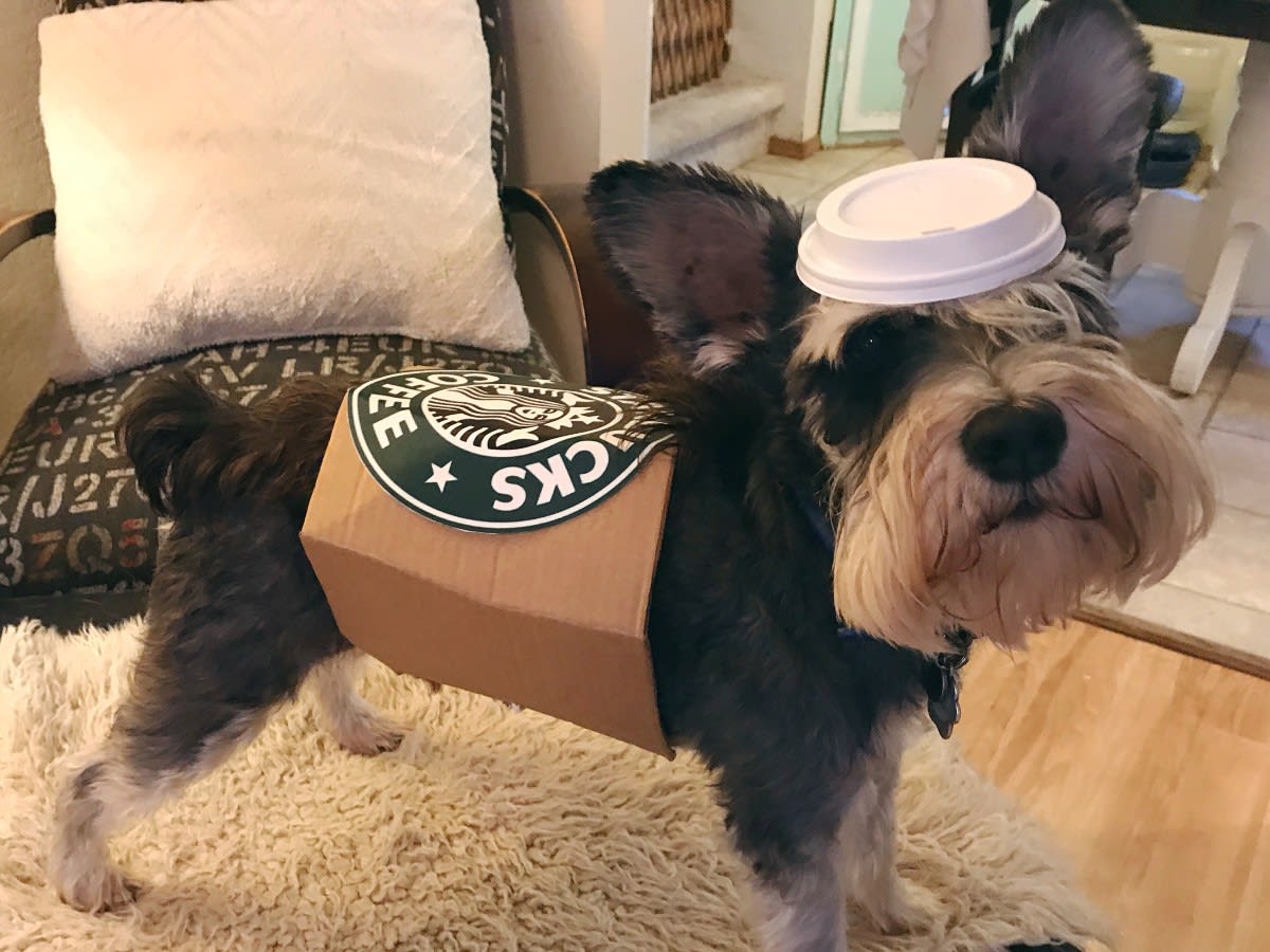 miniature schnauzer costumes