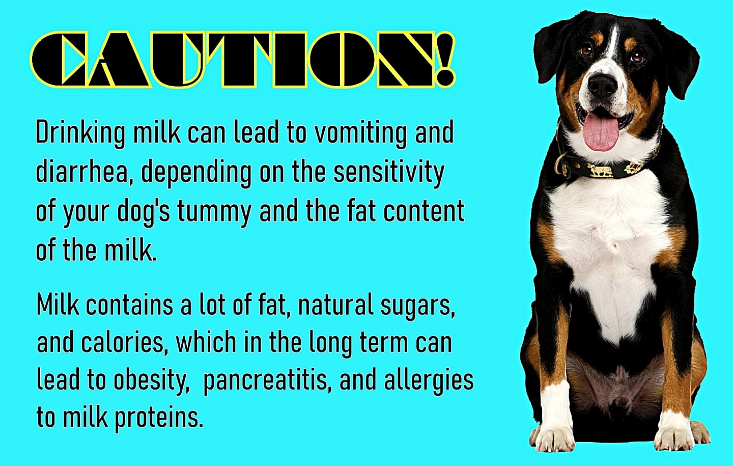 can dogs and cats drink milk