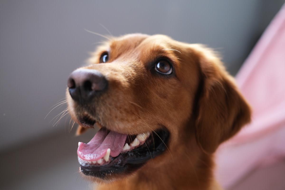 A happy Golden Retriever.