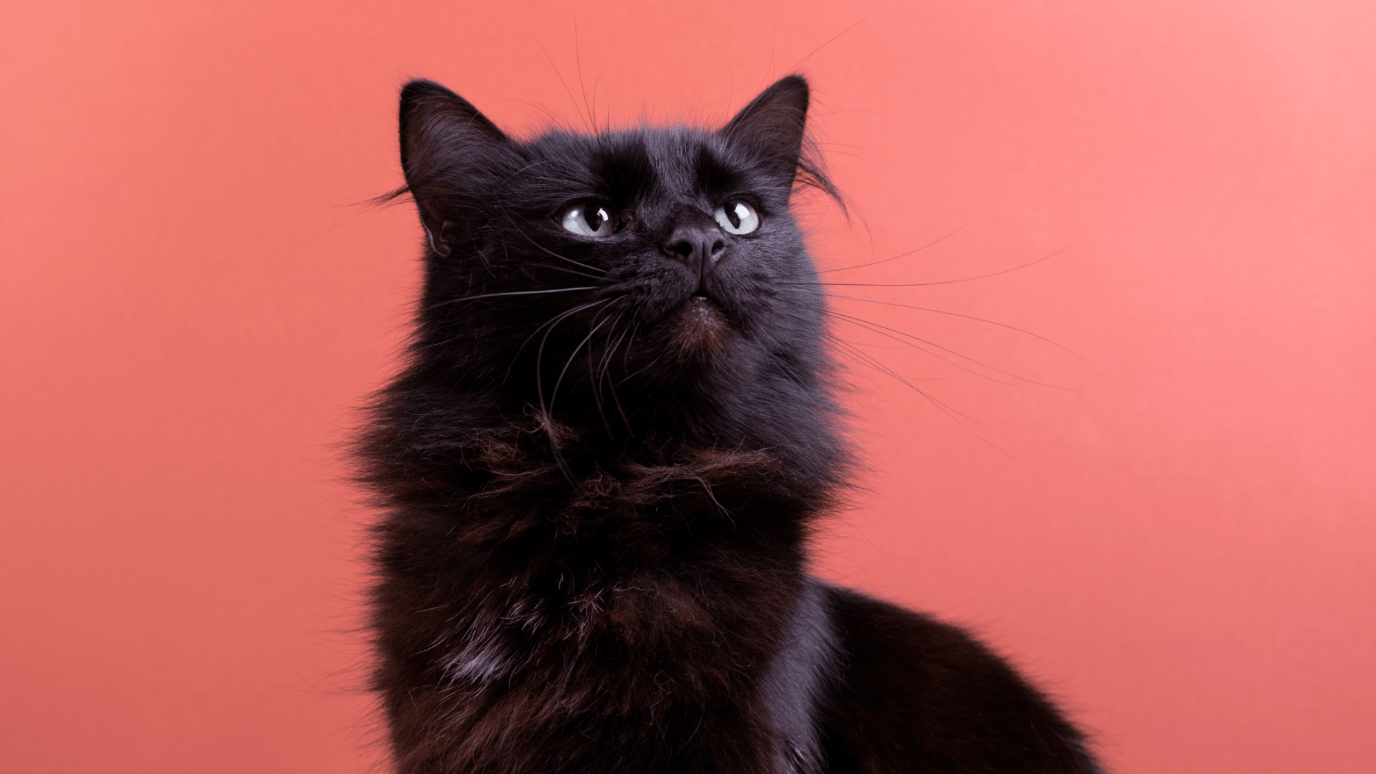 Fluffy Black Void Cat with His Tongue Sticking Out Has Everyone Convinced  He's Fake - Parade Pets, image size:2000x1125