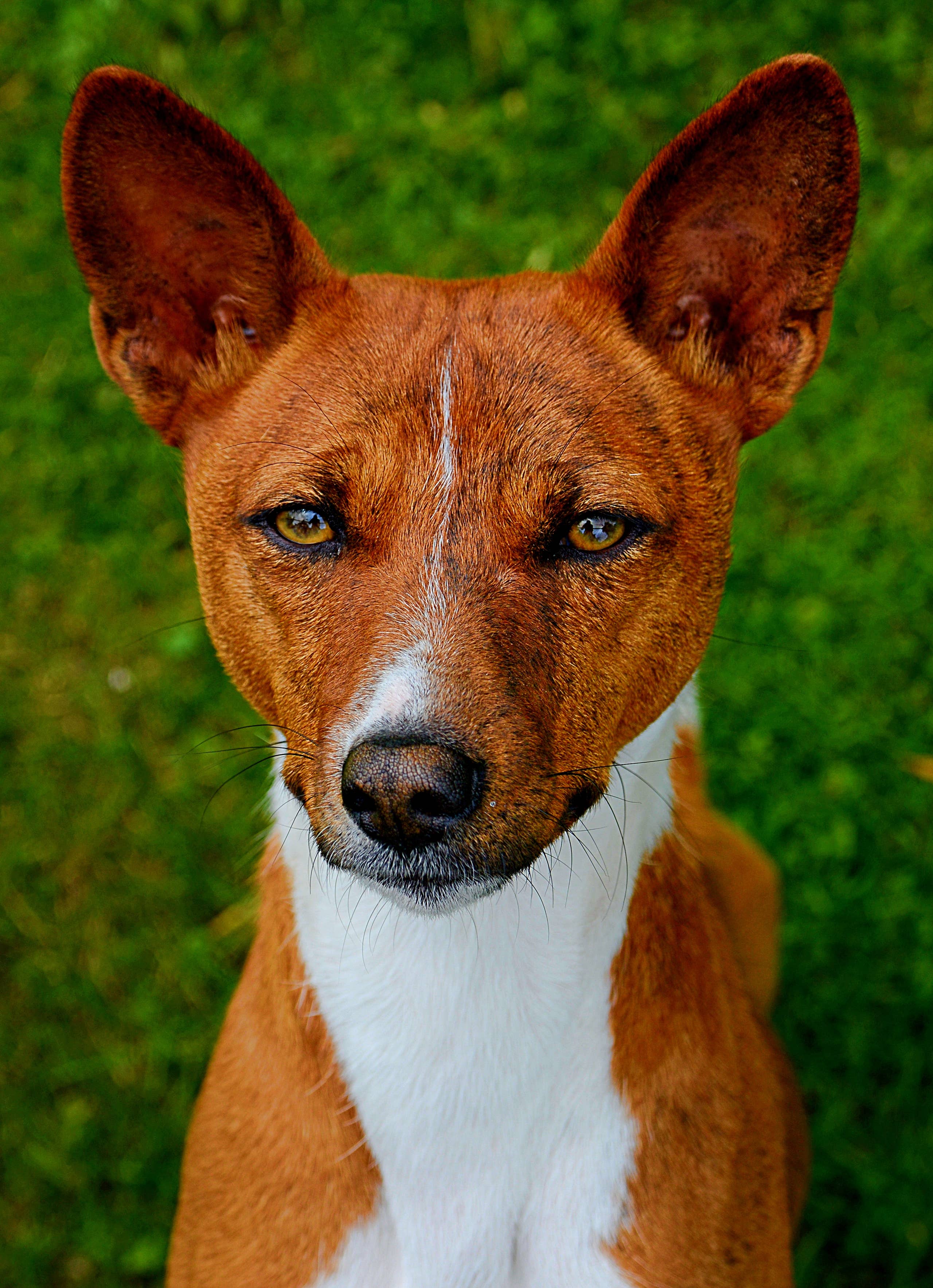 30+ Hound Dog Breeds - Parade Pets