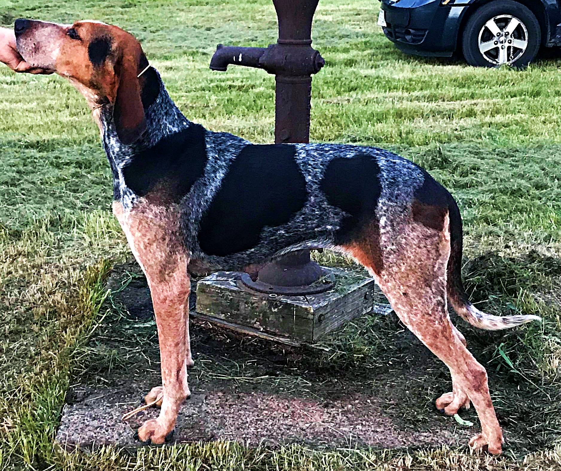 30+ Hound Dog Breeds - Parade Pets