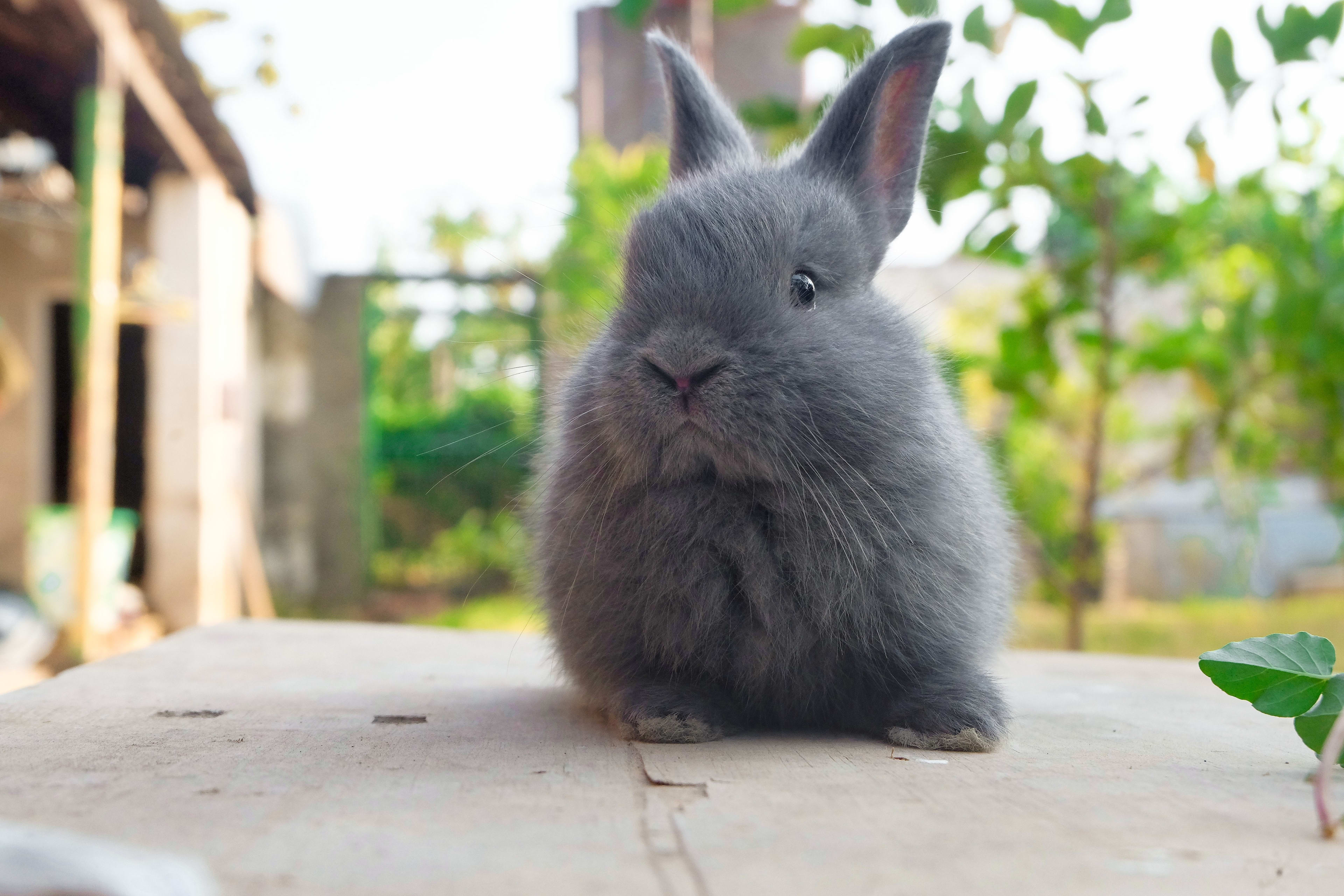 Cute Video of Bunny Chewing Is the ASMR We All Need - Parade Pets