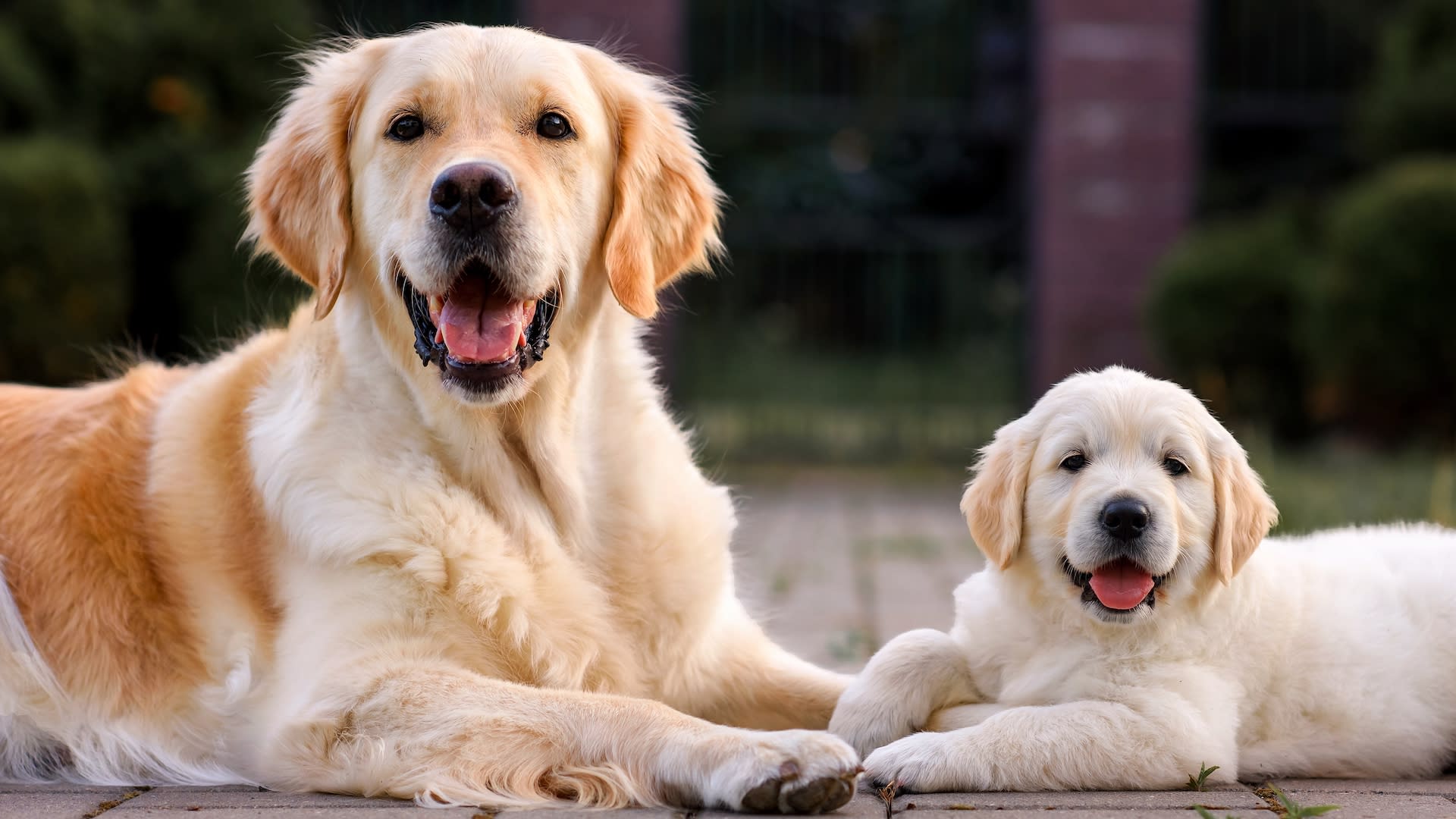Golden Retriever adult and puppy laying together on the ground
