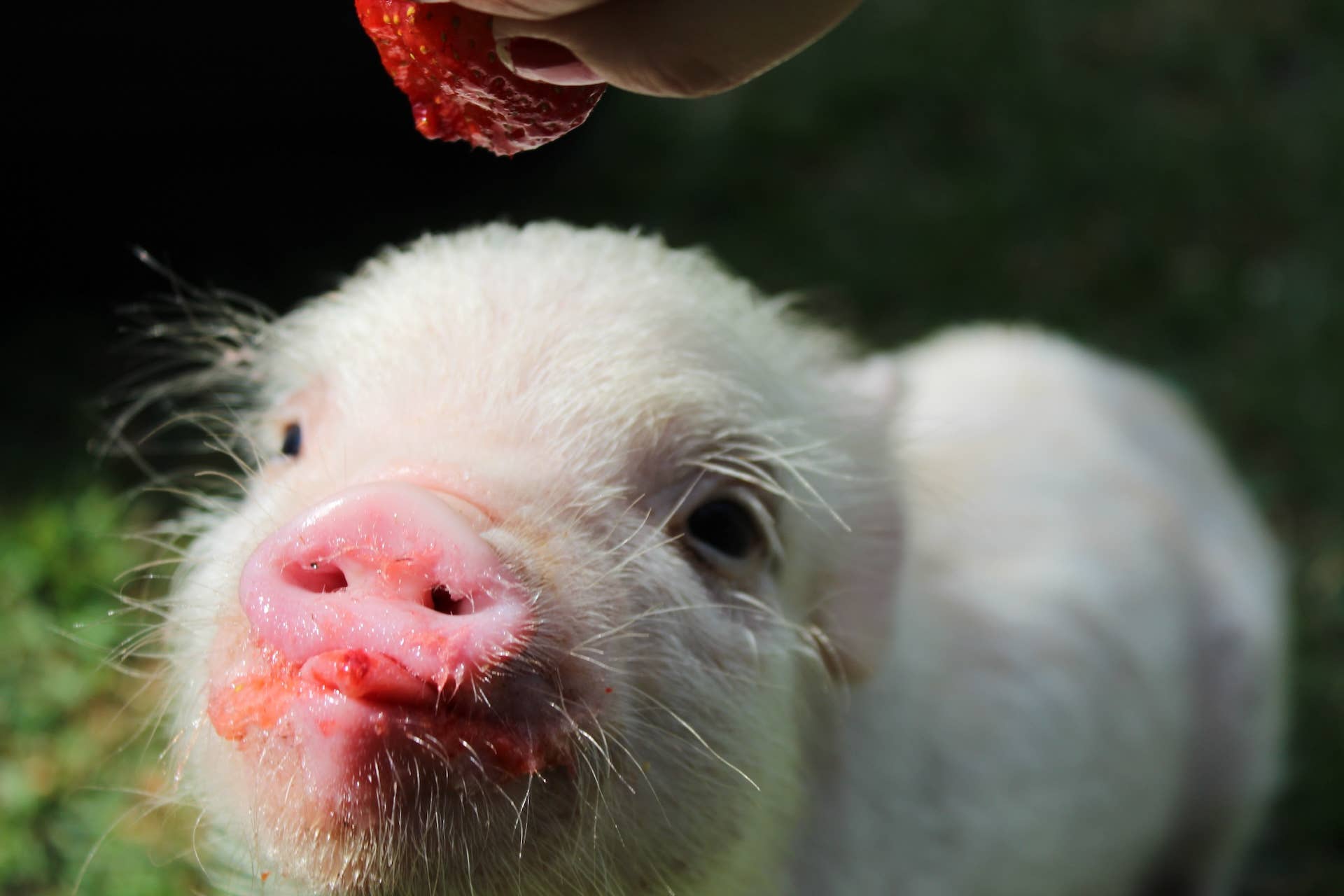 Pig Blowing Raspberry Palm-Sized Pig Racing to ‘Show Off’ Her Favorite Blanket Couldn’t Get ...