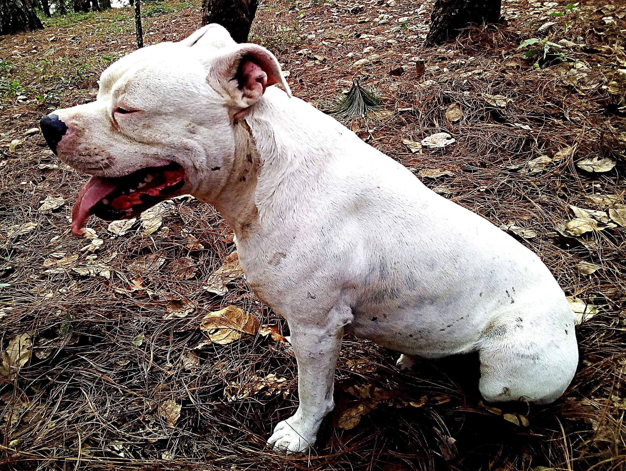 215+ Spanish Dog Names (With Meanings) - Parade Pets, image size:2000x1507