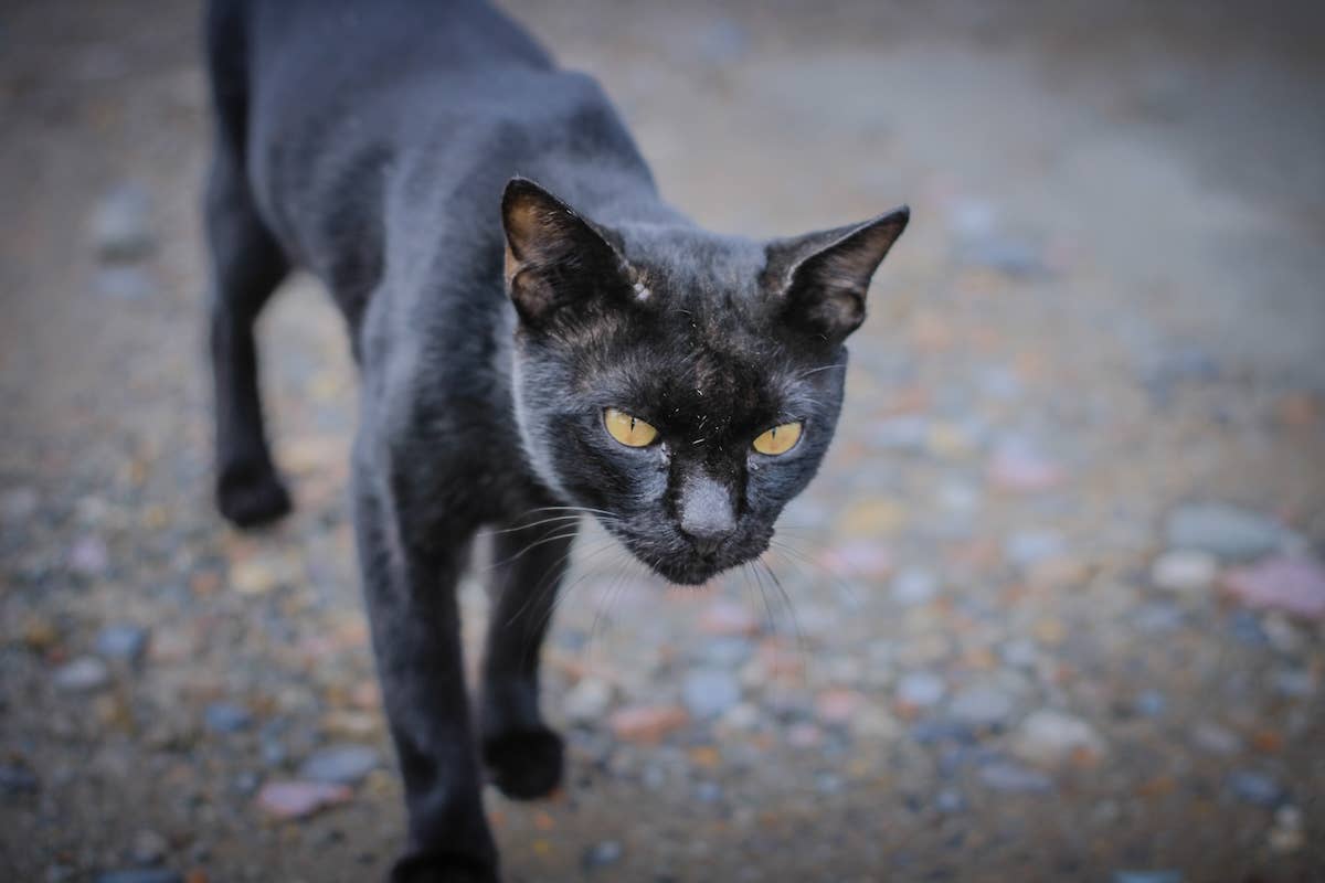 200+ Italian Cat Names for Your 'Prezioso' Kitty - Parade Pets