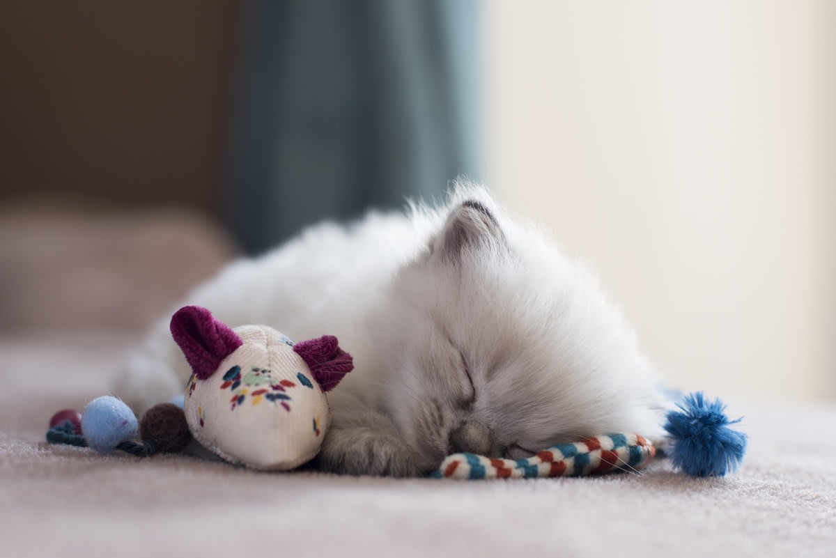 A Ragdoll kitten is sleeping with a toy.
