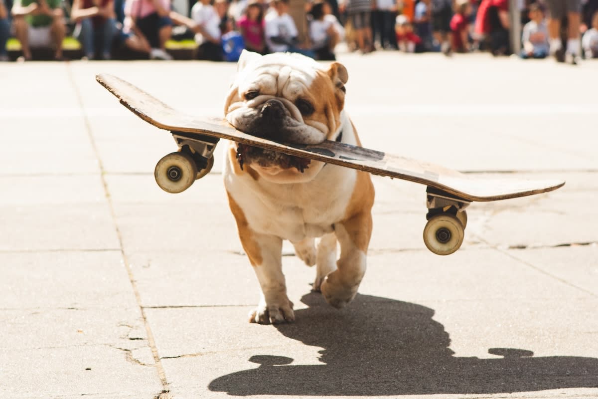 English Bulldog carrying a skateboard in his mouth.