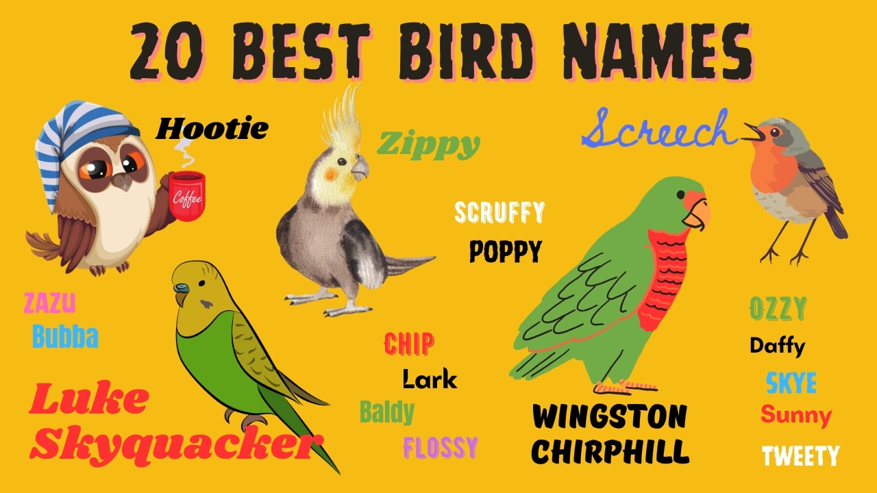 Funny pet bird names online