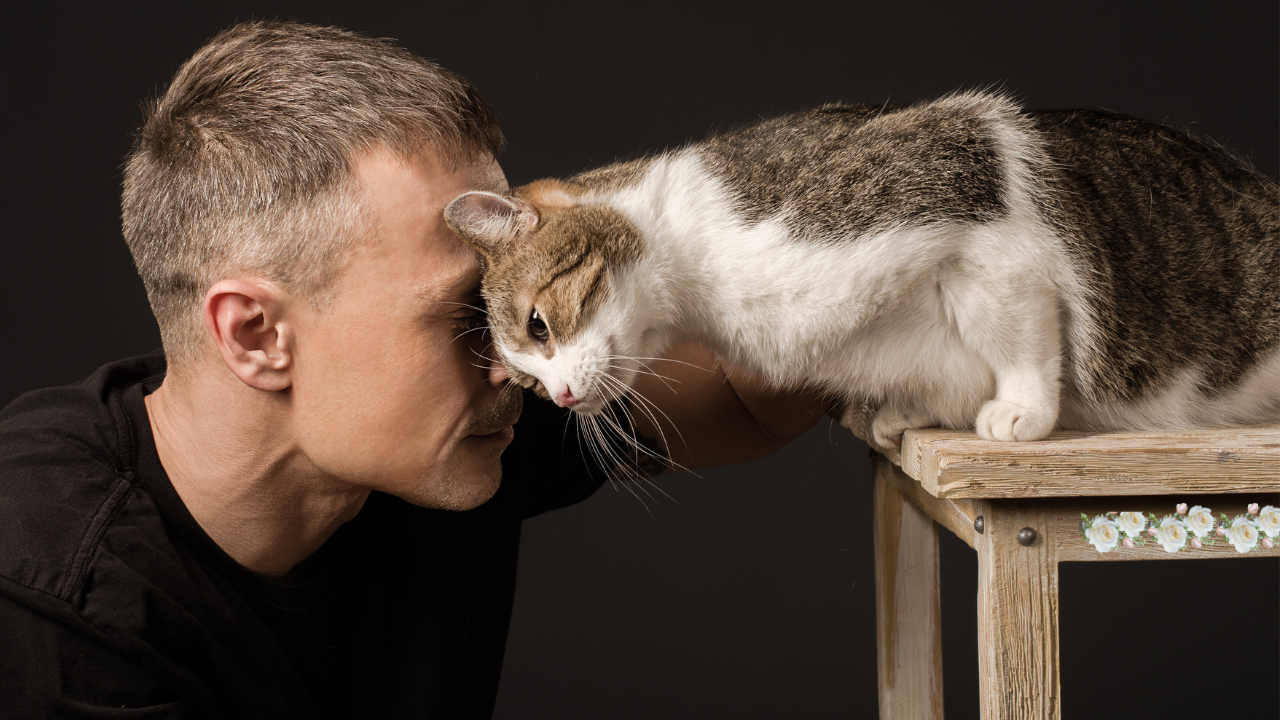 Why Do Cats Head-Butt You, and What Does It Mean? - Parade Pets