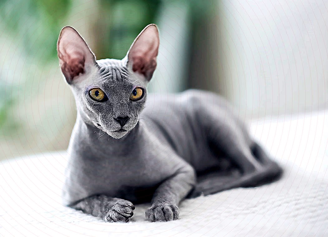 11 Hairless (and Partially Hairless) Cat Breeds