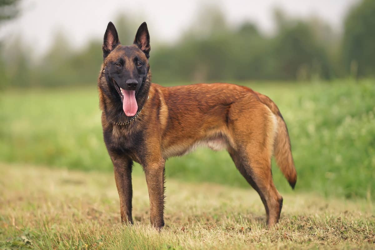 Belgian Malinois Breeders Belgian Shepherd Dog Breeder And Puppies In