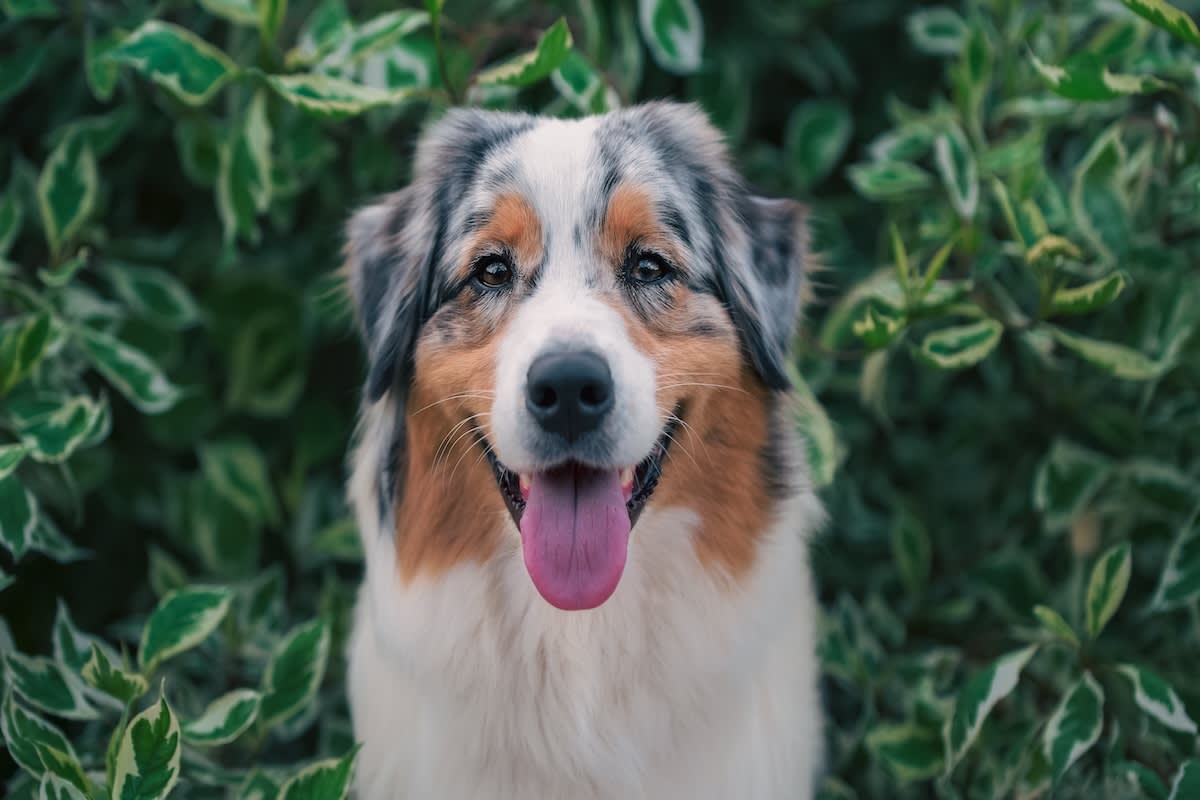 Australian Shepherd Dog Blue Merle Aussie Stock Photo 1706759488 |  Shutterstock, image size:1200x800