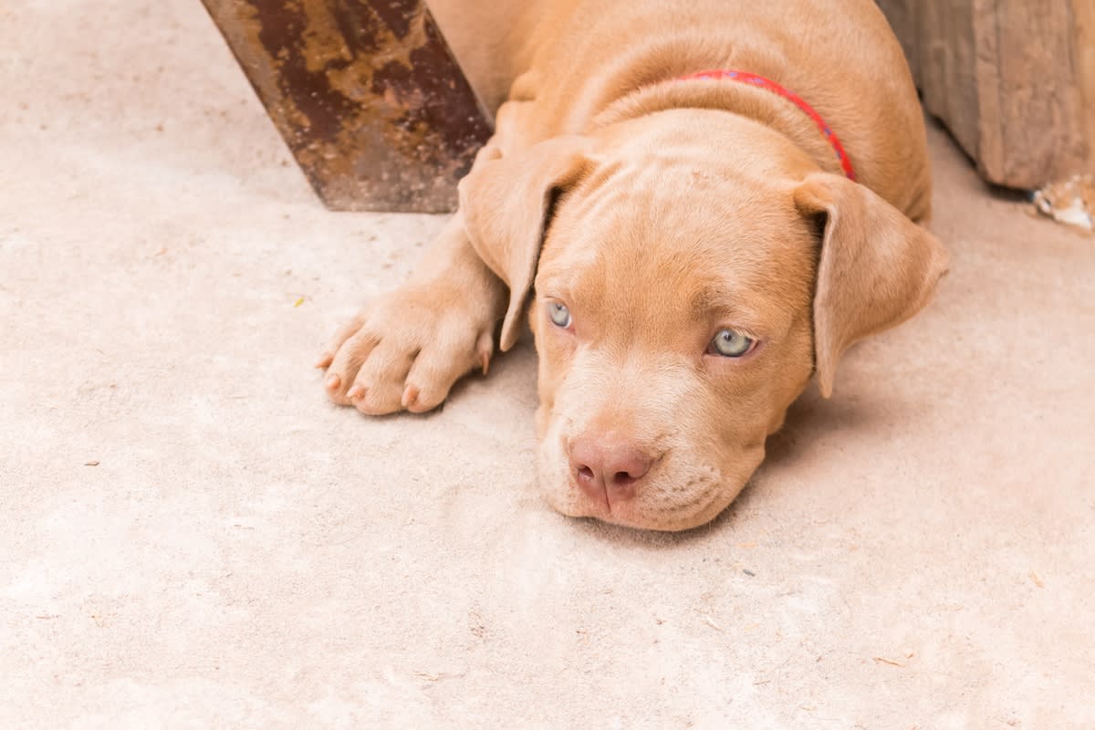 Pit Bull Puppy's Impressive Growth Transformation in Just 7 Weeks Is Too  Cute to Resist - Parade Pets, image size:1200x800