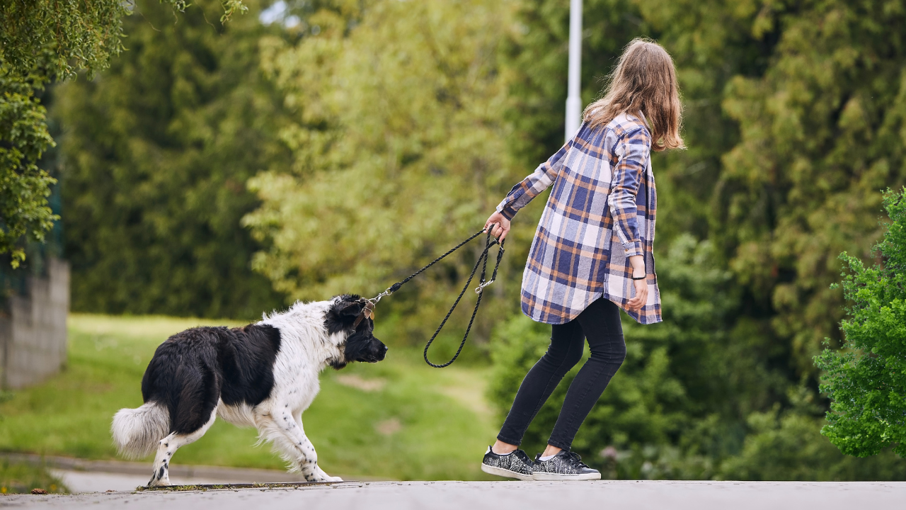 How Do You Train a Stubborn Dog: Proven Tips That Really Work