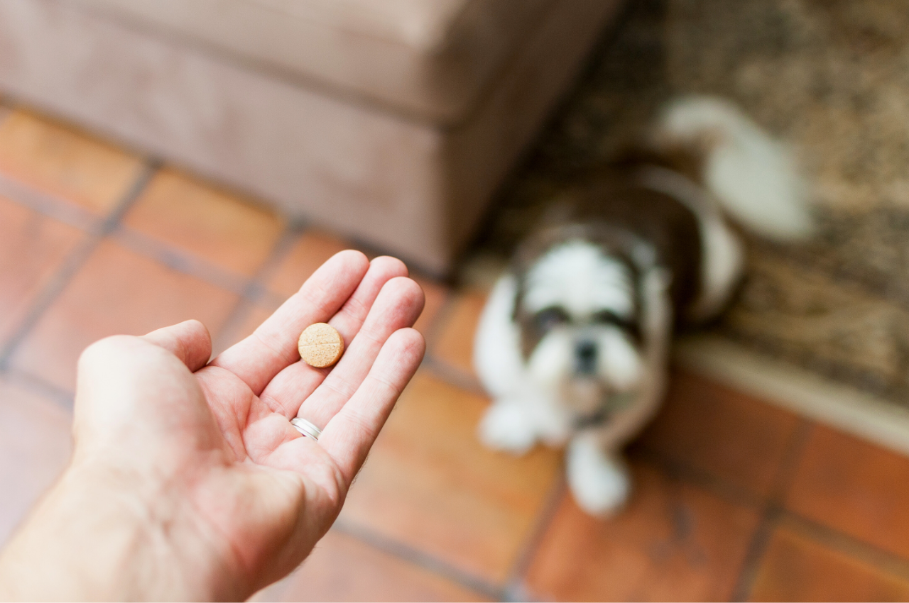 7 Human Medications That Can Be Given to Dogs (Vet-Approved) - Parade Pets