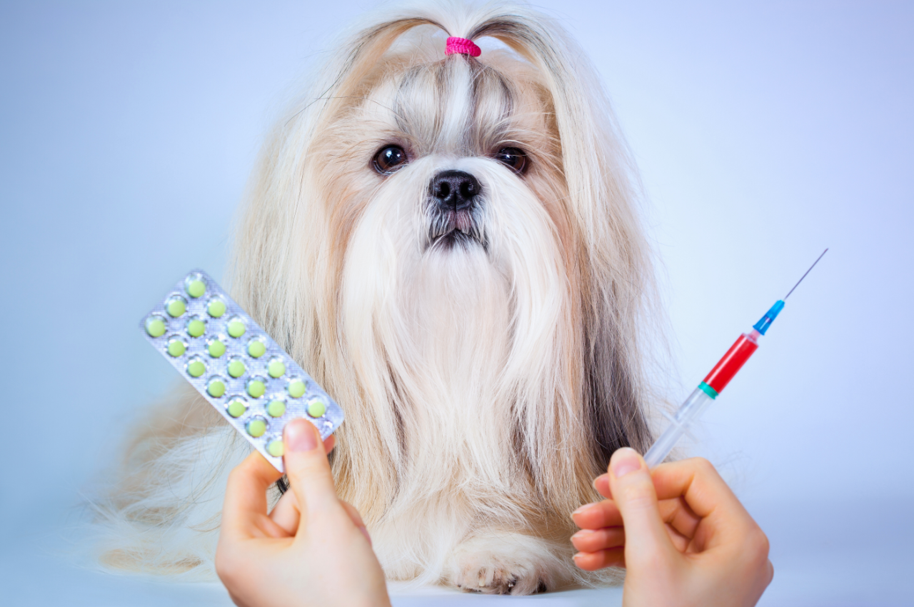 Gallery Detail: 7 Human Medications That Can Be Given To Dogs Vet