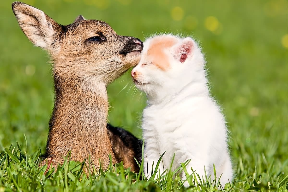 Kitten and fawn