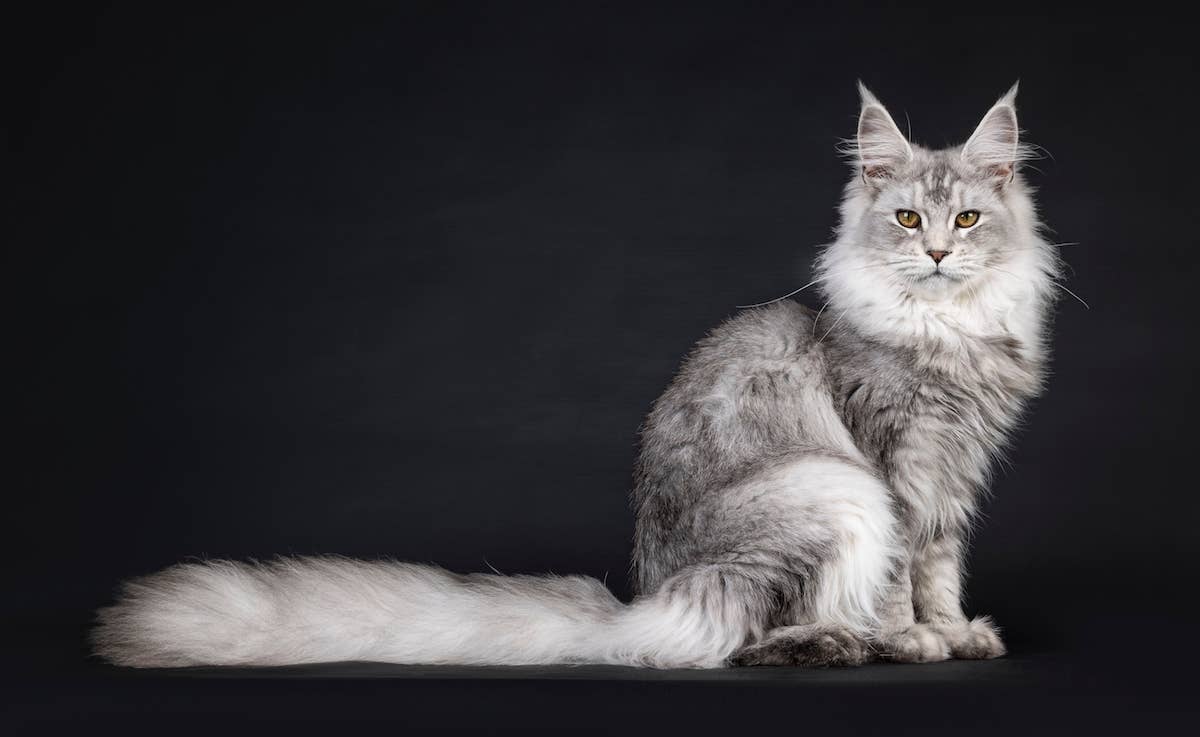 Huge Maine Coon Cat Becomes the Fluffiest Beach Bunny and We’re ...