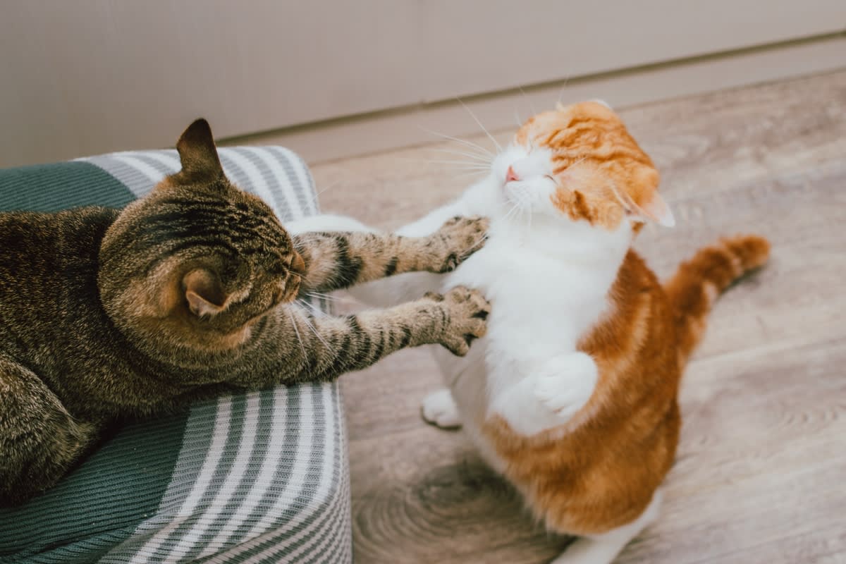 Two cats fighting