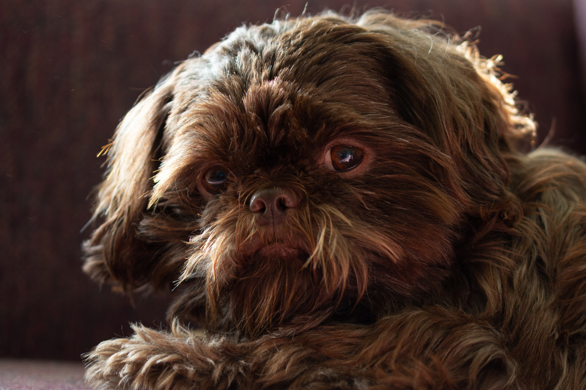 Different Types Of Shih Tzu Dog Breed Small Size How Much Does A Shih Poo  Cost?