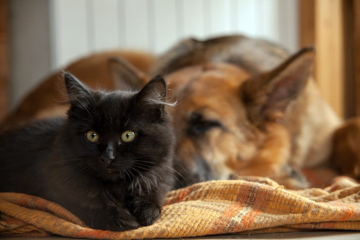 Black cat and German Shepherd sitting together
