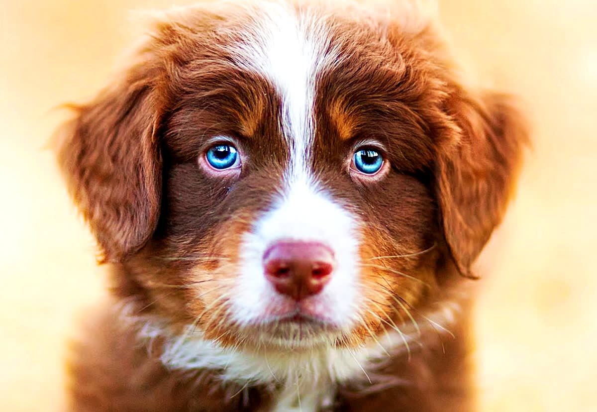 Beautiful, Blue-Eyed Babes! 35 Dog Breeds With Blue Eyes