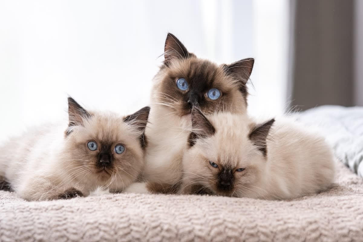 Ragdoll cats cuddling