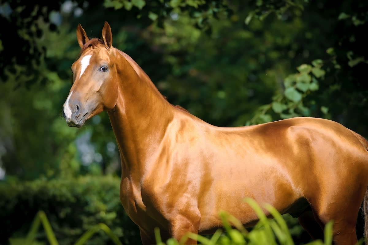 Shiny horse