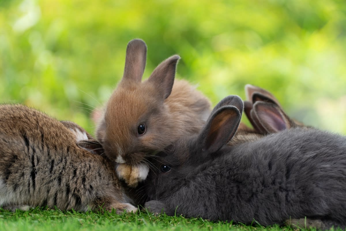 Baby bunnies