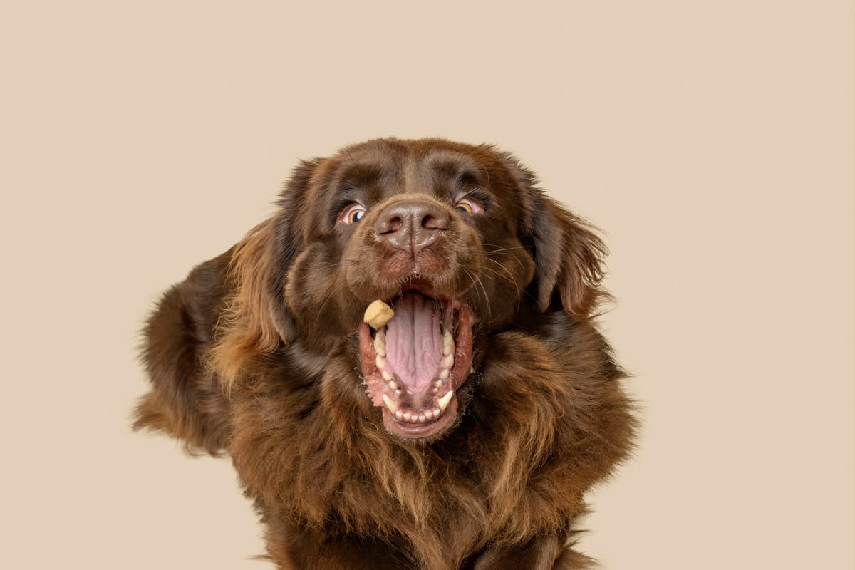 Newfoundland trying to catch a treat