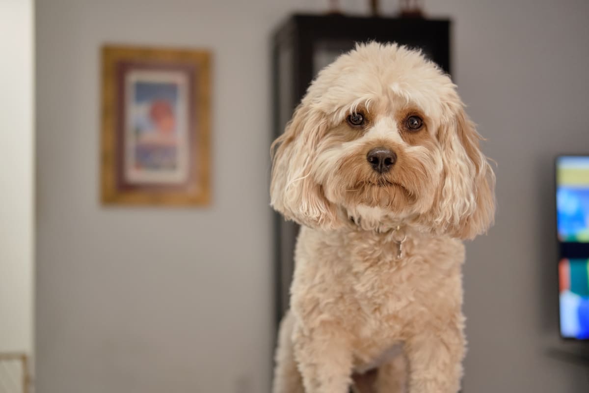 Cavapoo Puppy Brings All the Drama When Parents Leave Her Outside of ...