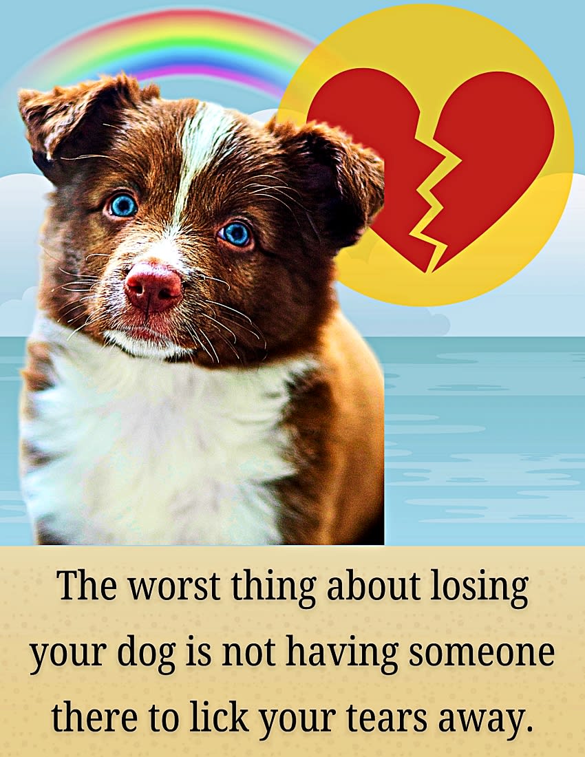 105 Comforting Pet Condolence Messages \u0026 Pet Sympathy Quotes - Parade Pets, image size:850x1100