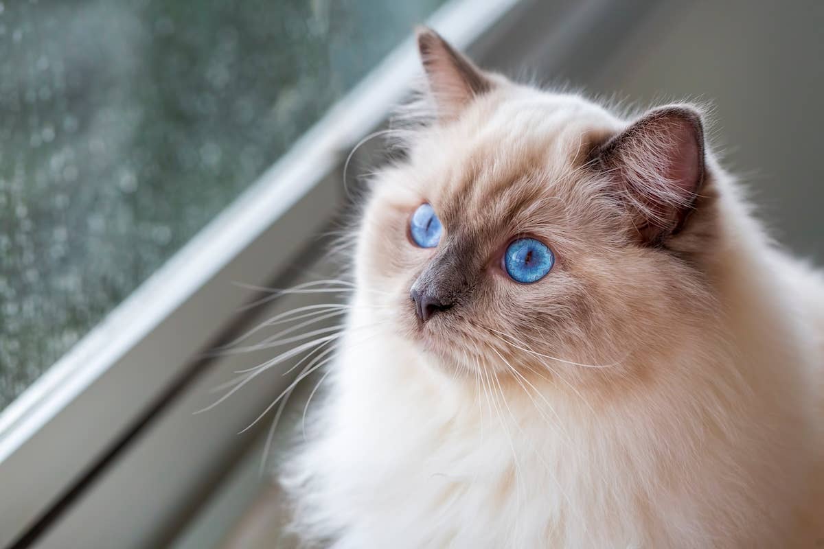 Homer Ragdoll Ragdoll 8.15 Cat Breeds | Cats Wiki | Fandom