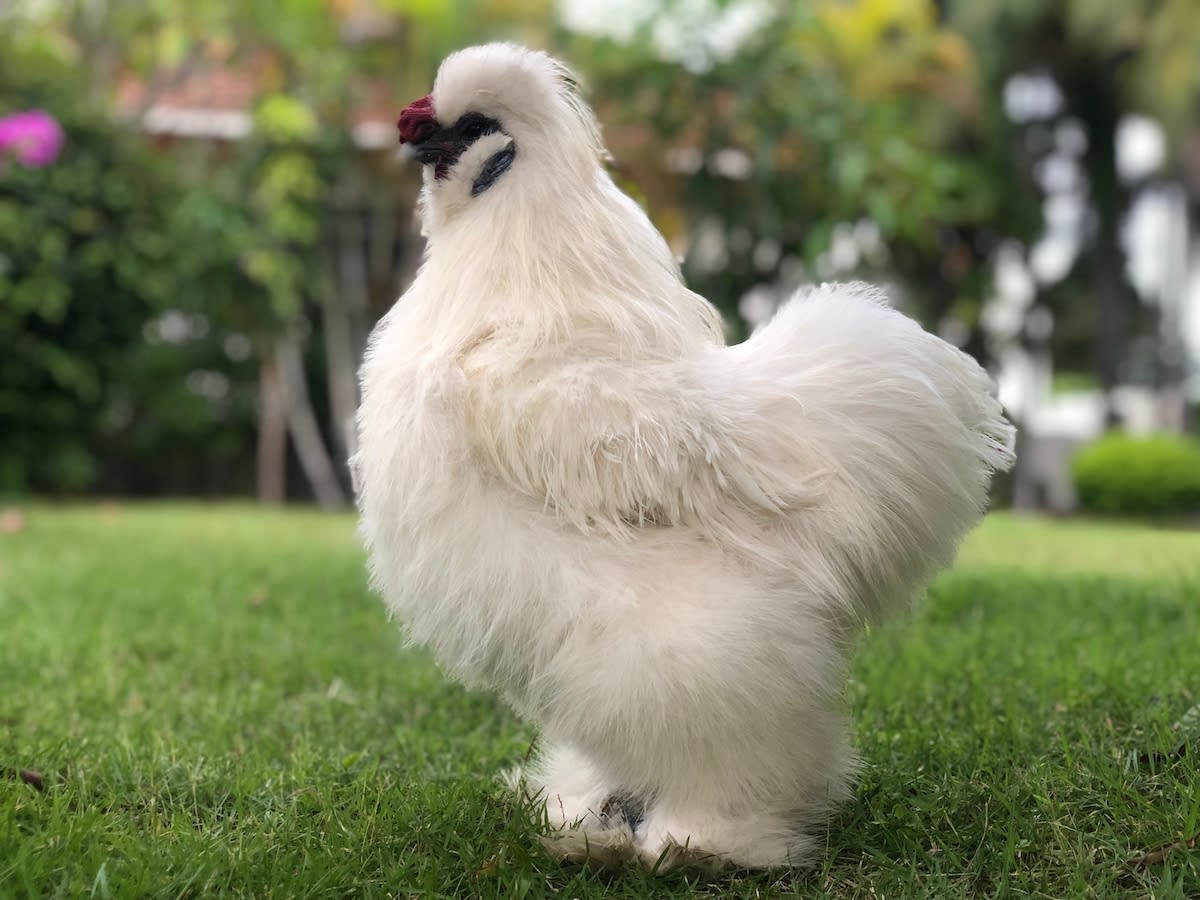 Fluffy Rooster Acts Just Like a Golden Retriever and Everyone's Obsessed -  Parade Pets, image size:1200x900