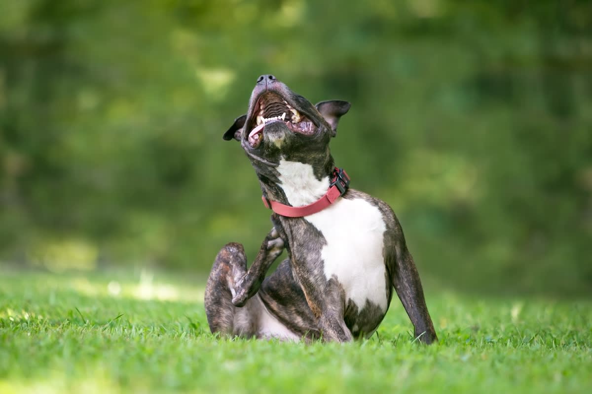 Pit Bull itching