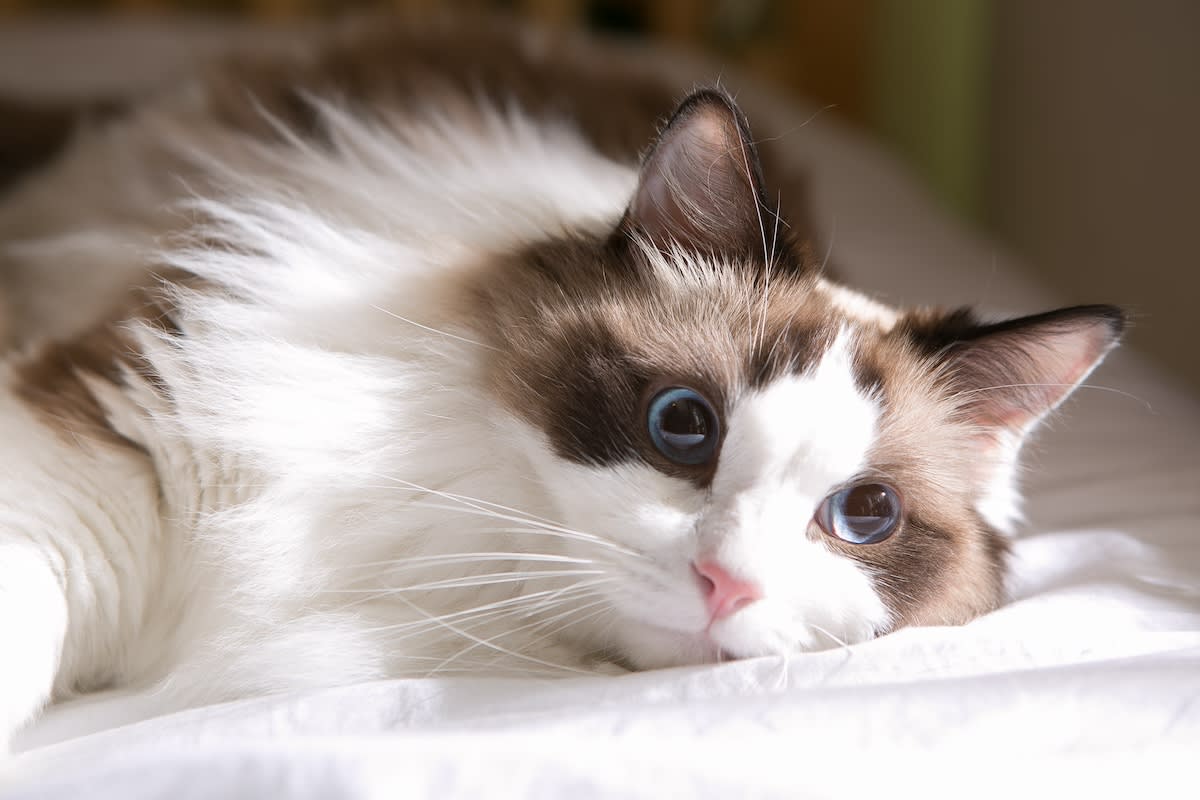 Ragdoll cat looking off to the side.