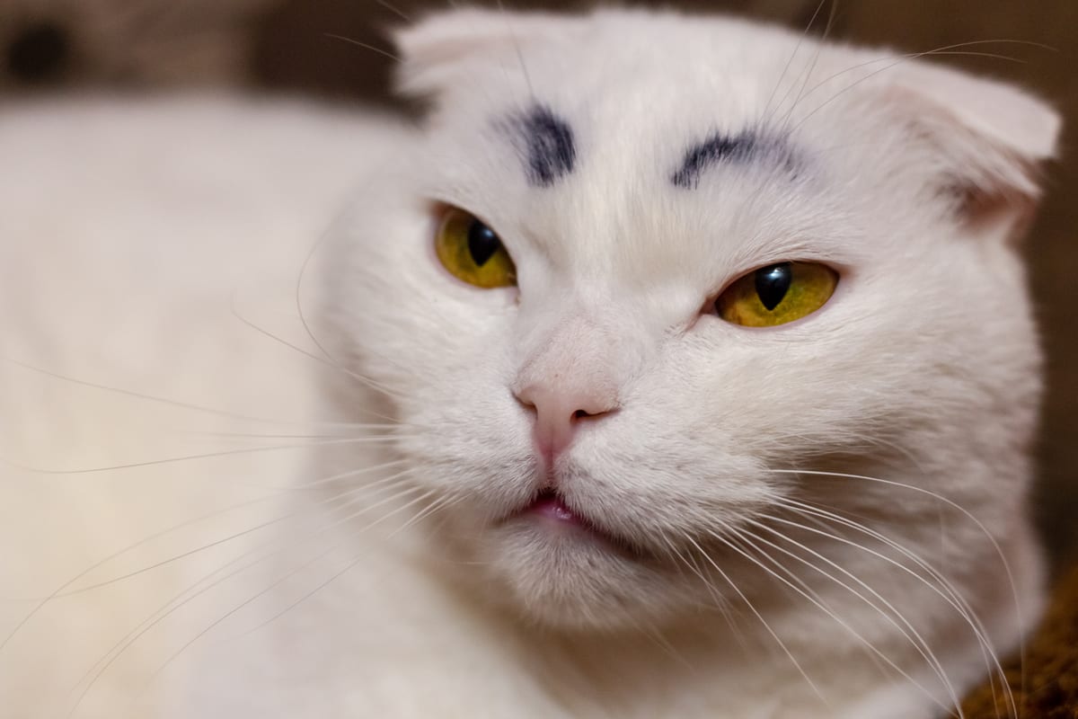 White cat with eyebrows drawn on