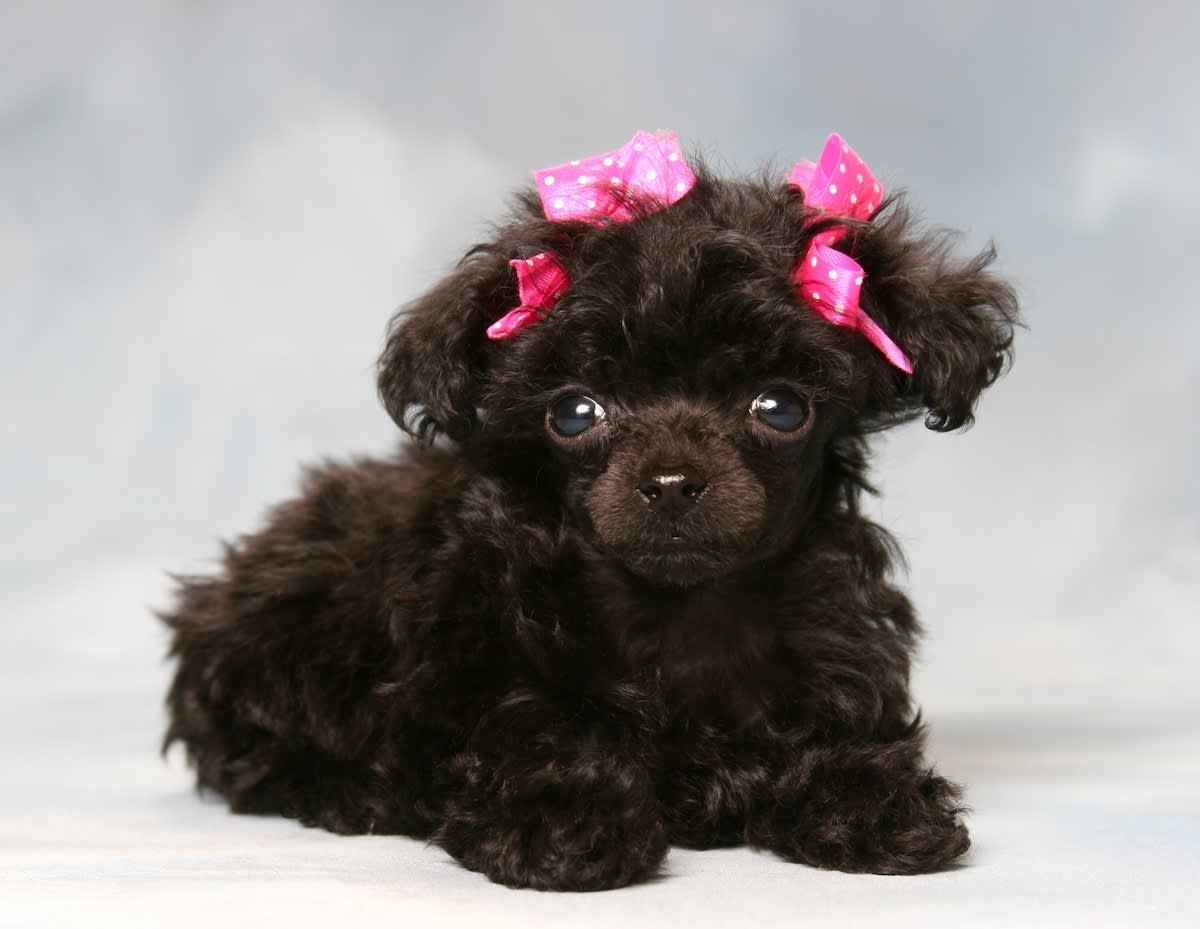 teacup poodle