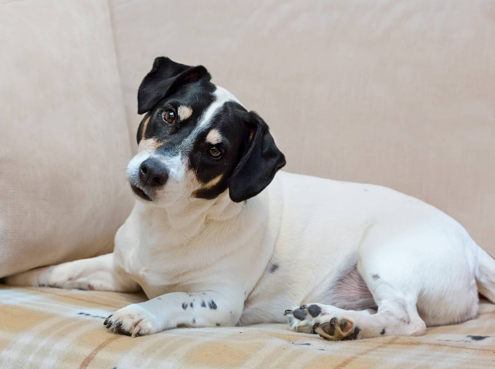 Why Do Dogs Tilt Their Heads? 5 Scientific Reasons - Parade Pets