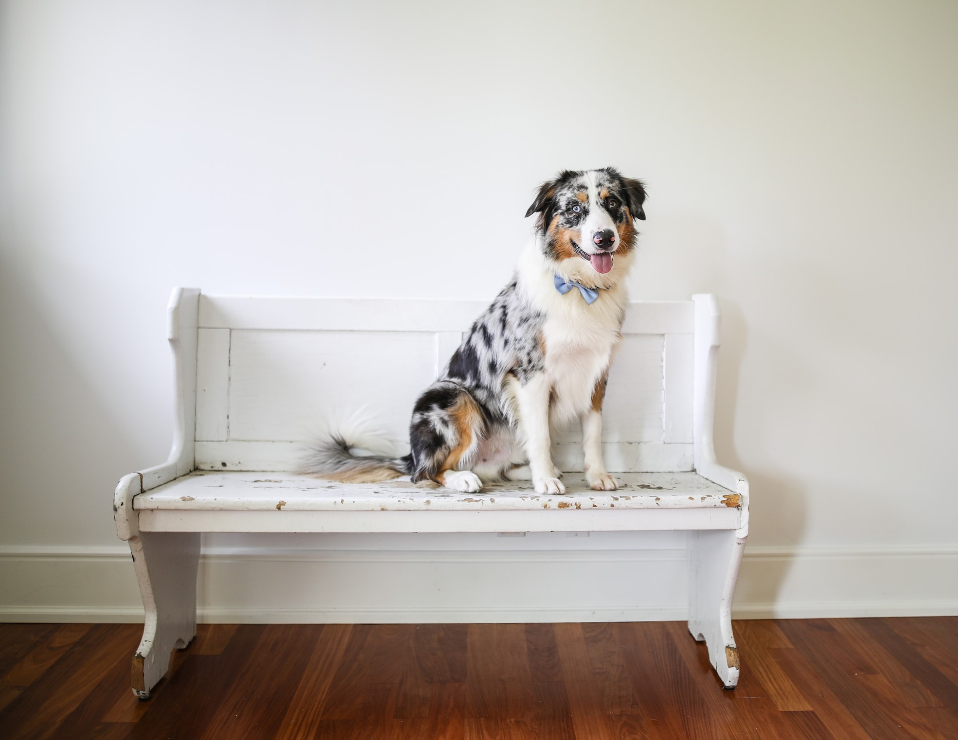 A cute dog breed with polka dots sitting on a bench.