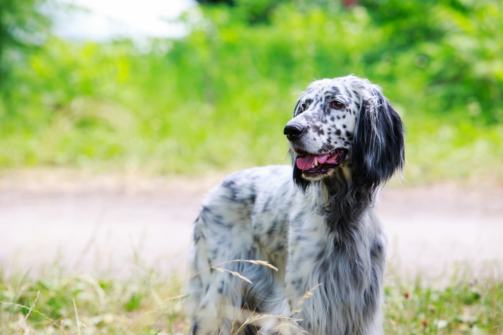 A polka dot dog outside.