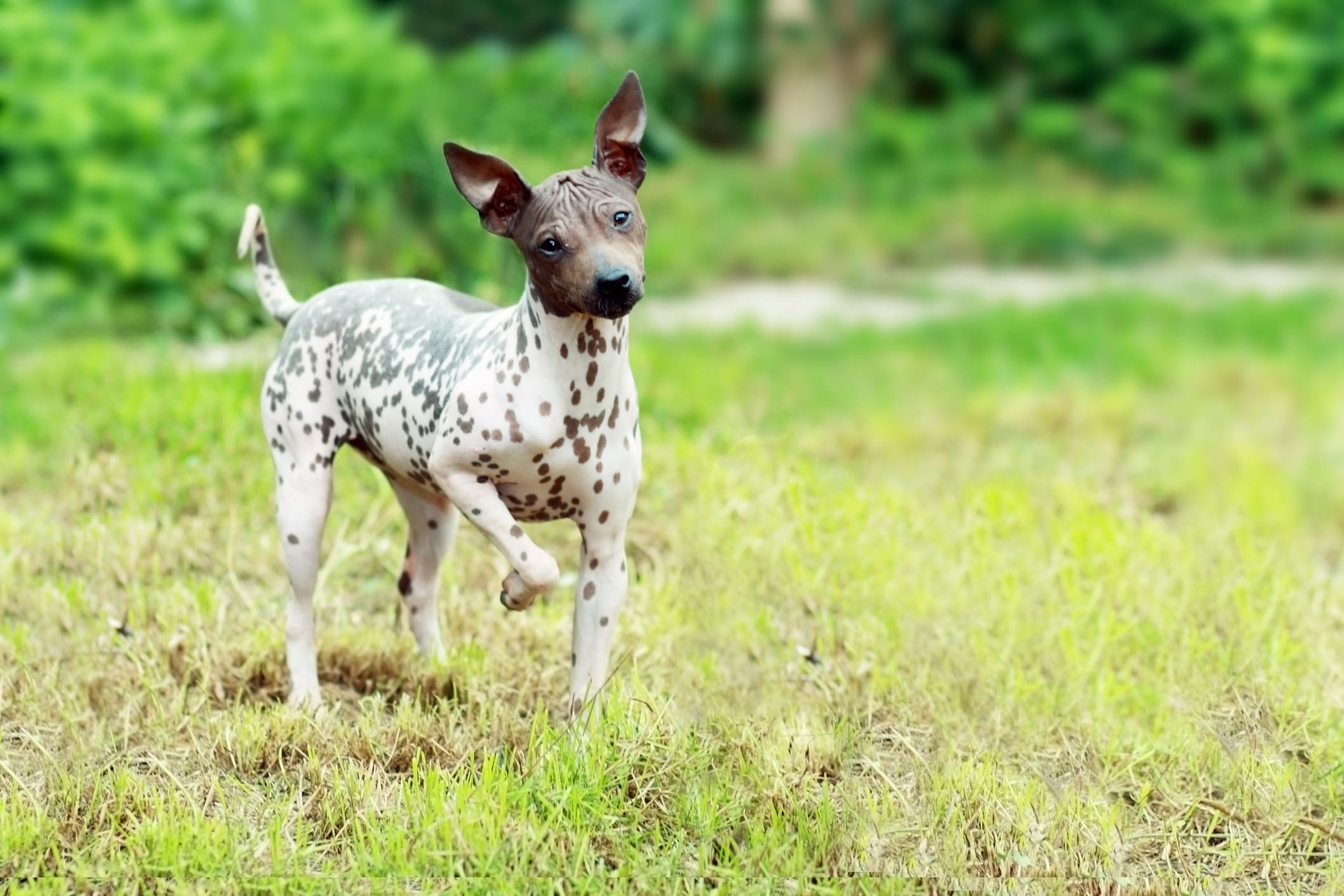 A cute polka dot dog breed outside.