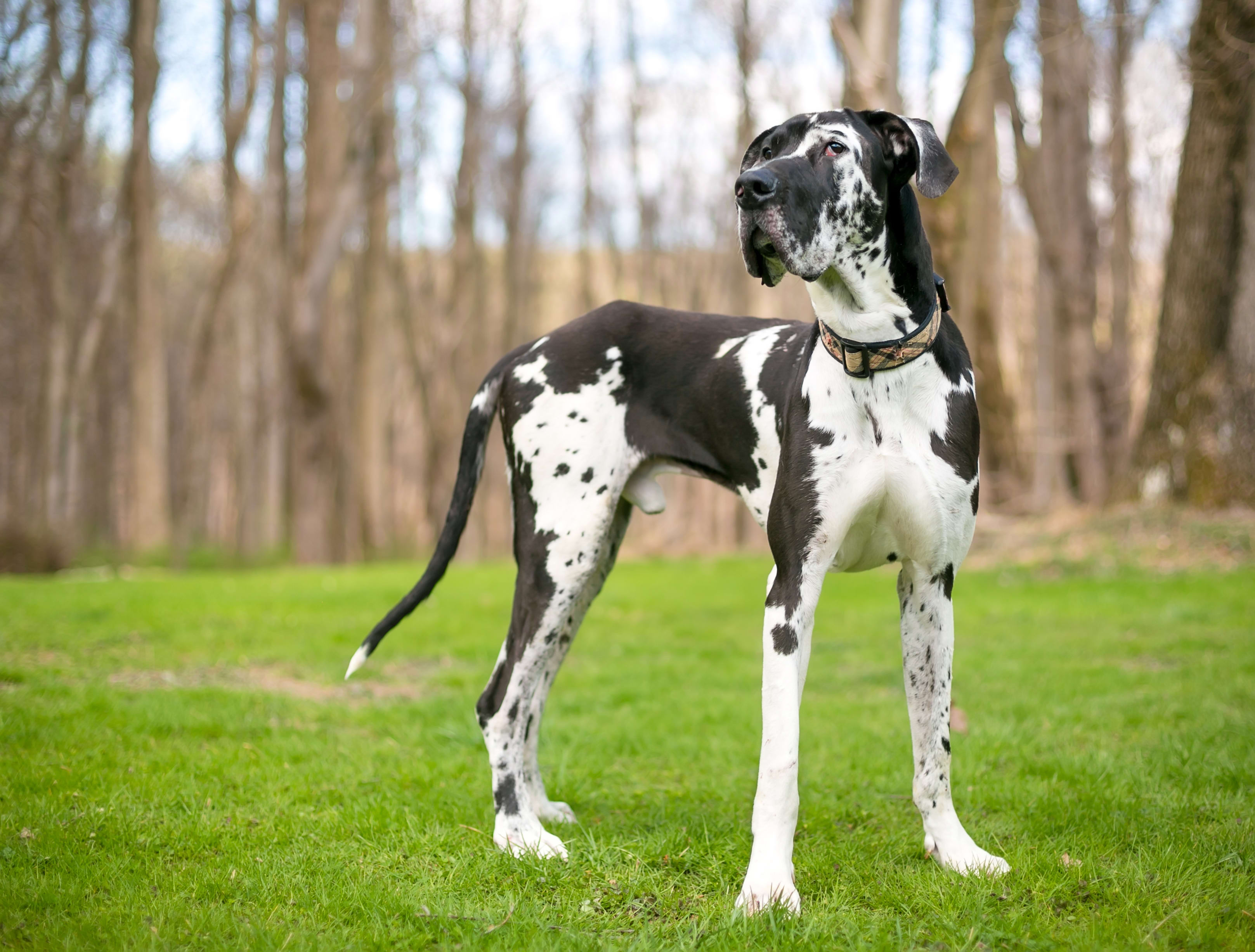 A large polka dot dog standing outside.